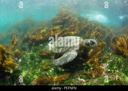 Pacific tartaruga verde, Chelonia Mydas, subacquea in Fernandina Island, Galápagos, Ecuador. Foto Stock