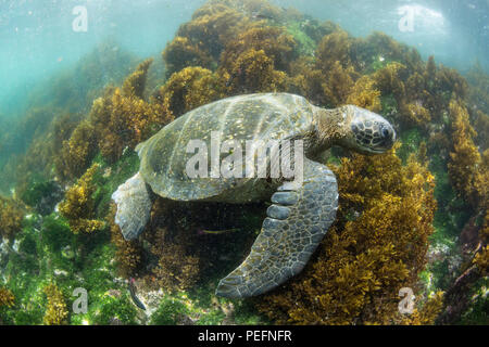 Pacific tartaruga verde, Chelonia Mydas, subacquea in Fernandina Island, Galápagos, Ecuador. Foto Stock