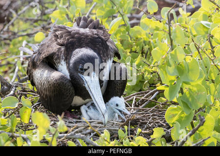 Femmina frigatebird magnifico, Fregata magnificens, con ceci su North Seymour Island, il GalÃ¡pagos, Ecuador. Foto Stock