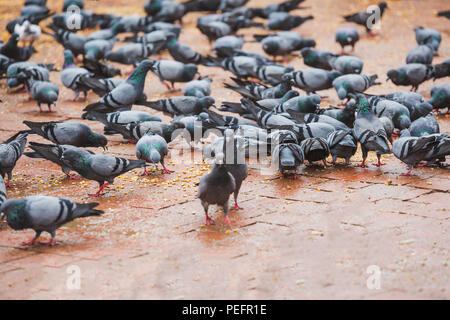 Piccioni di mangiare i calli al tempio di Kathmandu, Nepal. Pigeon, uccelli. Foto Stock