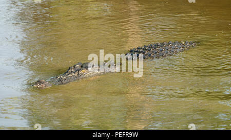 Coccodrillo di acqua salata, del fiume giallo, il Parco Nazionale Kakadu, Territori del Nord, Australia Foto Stock