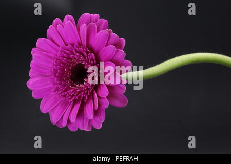 Unico pink gerbera con levetta isolati su nero Foto Stock