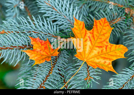 Due giallo maple leaf nei rami di abeti close-up Foto Stock