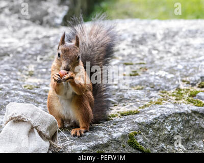 Birichino scoiattolo seduto sulla pietra grigia nel parco e mangiare il dado. sfondo sfocato Foto Stock