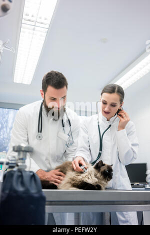 Due giovani medici veterinario esaminando un gatto Foto Stock