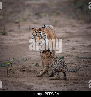 Vivere sul bordo - tiger cub sul bordo della scogliera Foto Stock