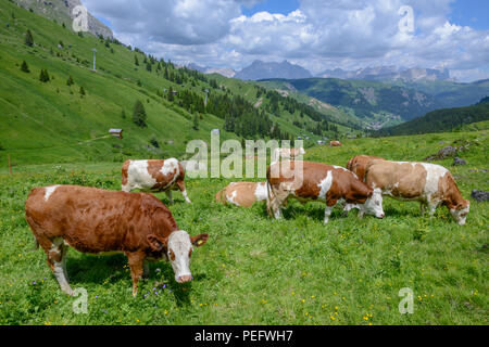 Mandria di vacche nelle alpi dolomitiche sull Italia Foto Stock