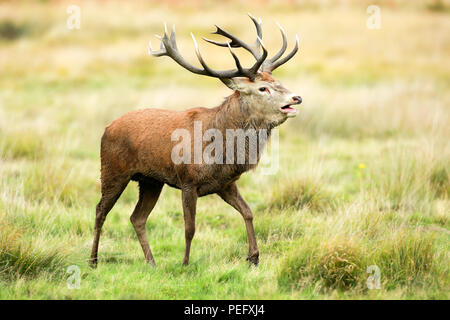 Rut, solchi stagione, Cervus elaphus, Inghilterra, l'Europa, palchi, Gran Bretagna, autunno, cervi, Londra, piccolo uomo, natura, accoppiamento stagione, cervi, Richm Foto Stock