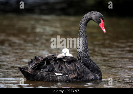 L'ultima coppia di allevamento di cigni neri a Dawlish, Devon, raffigurato con due nuovi nati cygnets. Foto Stock