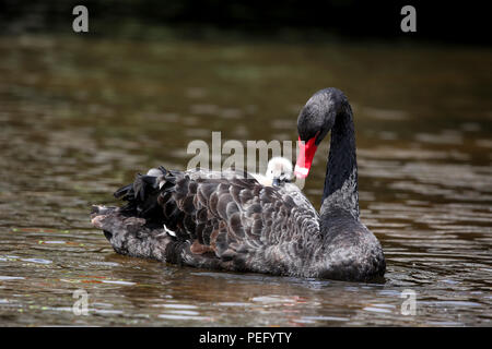 L'ultima coppia di allevamento di cigni neri a Dawlish, Devon, raffigurato con due nuovi nati cygnets. Foto Stock