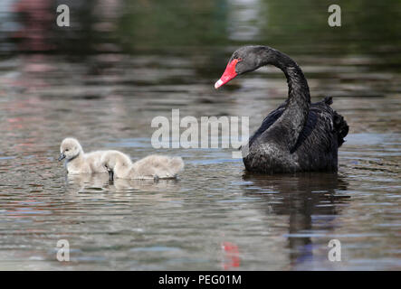 L'ultima coppia di allevamento di cigni neri a Dawlish, Devon, raffigurato con due nuovi nati cygnets. Foto Stock