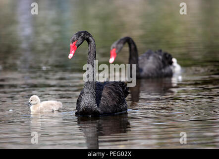 L'ultima coppia di allevamento di cigni neri a Dawlish, Devon, raffigurato con due nuovi nati cygnets. Foto Stock