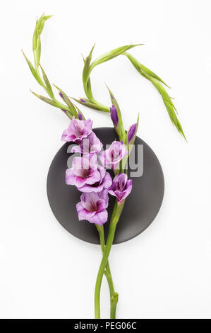 Viola Gladioli still life Foto Stock