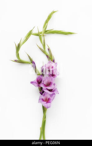 Viola Gladioli Foto Stock