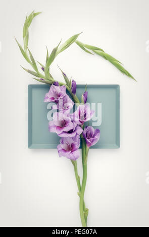 Gladioli Flower still life Foto Stock