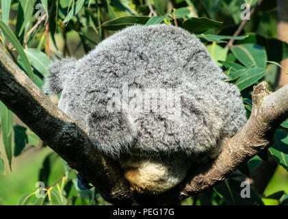 Sleeping carino furbag koala recare in una struttura ad albero Foto Stock