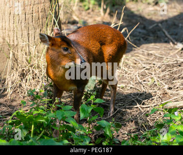 Femmina di Reeves Muntjac o il cinese barking deer Foto Stock