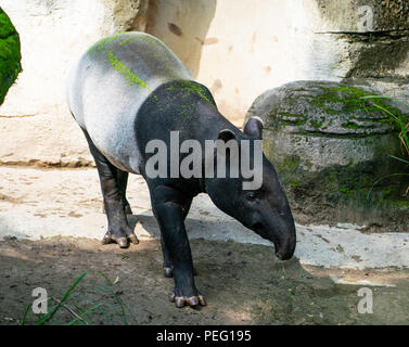 Il tapiro: la malese o tapiro asiatico in piedi sul suolo Foto Stock