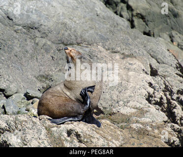 Pelliccia sigillo, Kaikoura Coast, Isola del Sud, Nuova Zelanda Foto Stock