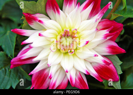 Dahlia sorbetto un semi-cactus metà hardy fioritura delle piante Foto Stock