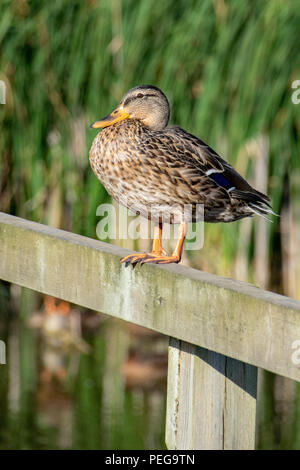 Femmina Mallard duck in piedi su una staccionata in legno post Foto Stock