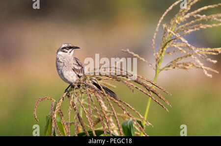 Lunga coda di mockingbird seduto su una pianta di mais Foto Stock