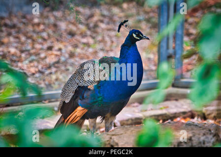 Pavone Foto Stock
