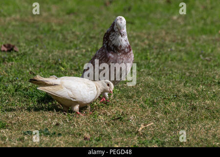 Paio di piccioni in erba Foto Stock