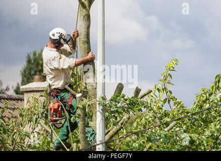 Un albero chirurgo arborist arboriculturist è raffigurato come egli taglia verso il basso un albero in Chippenham, Wilts. Foto Stock