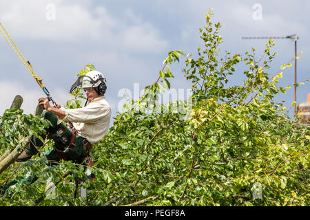 Un albero chirurgo arborist arboriculturist è raffigurato come egli taglia verso il basso un albero in Chippenham, Wilts. Foto Stock