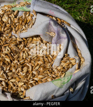 L Einkorn organico chicchi di grano in un big bag Foto Stock