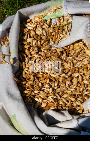 L Einkorn organico chicchi di grano in un big bag Foto Stock