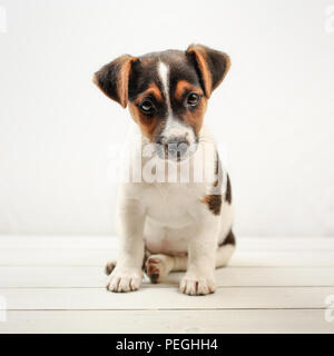 Due mesi di età Jack Russell Terrier cucciolo, sulle schede di bianco e lo sfondo. Foto Stock