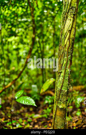 Bosque del Cabo rain forest, Costa Rica Foto Stock