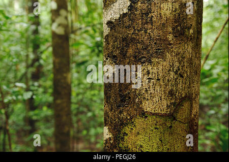 Bosque del Cabo rain forest, Costa Rica Foto Stock