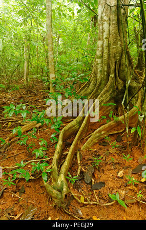 Strangler Fig, Bosque del Cabo rain forest, Costa Rica Foto Stock