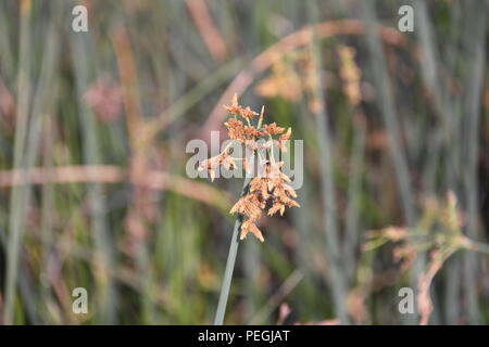 Spikelets del River Club Rush (Schoenoplectus Validus) Foto Stock