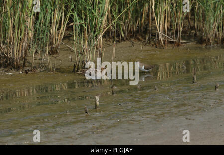 Un incredibile beccaccino (Gallinago gallinago) e da un comune Sandpiper (Actitis hypoleucos) caccia per il cibo lungo il bordo di un lago fangoso NEL REGNO UNITO. Foto Stock