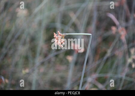 Spikelets del River Club Rush (Schoenoplectus Validus) Foto Stock