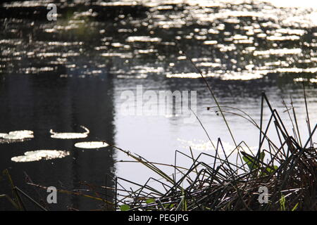 Knobby Club Rush (Isolepis Nodosa) lungo il bordo d'acqua Foto Stock