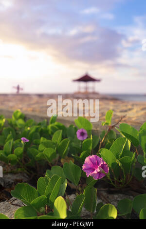 Spiaggia Rosa gloria di mattina sbocciare fiori vicino al mare in estate con il padiglione di sfocatura sullo sfondo e il Surf viaggiatore Foto Stock