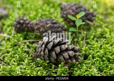 Pigne su moss macro messa a fuoco selettiva Foto Stock