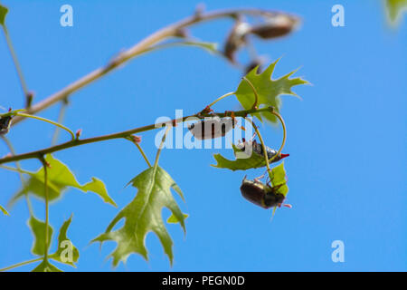 Vista ravvicinata di una peste europea beetle noto come può un bug su un cielo blu sullo sfondo. Si nutrono di giovani foglie e fiori di tutto il giardino, parco e per Foto Stock