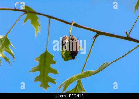 Vista ravvicinata di una peste europea beetle noto come può un bug su un cielo blu sullo sfondo. Si nutrono di giovani foglie e fiori di tutto il giardino, parco e per Foto Stock
