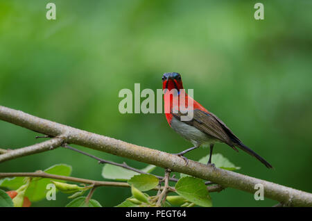 Crimson Sunbird (Aethopyga siparaja) catture sul ramo in natura Foto Stock