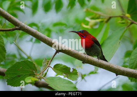 Crimson Sunbird (Aethopyga siparaja) catture sul ramo in natura Foto Stock