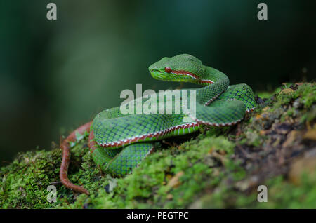 Papa's Green Pitviper snake (Trimeresurus [Popeia] popeiorum) nella foresta della Thailandia Foto Stock