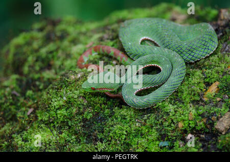 Papa's Green Pitviper snake (Trimeresurus [Popeia] popeiorum) nella foresta della Thailandia Foto Stock