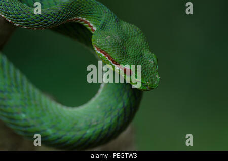 Papa's Green Pitviper snake (Trimeresurus [Popeia] popeiorum) nella foresta della Thailandia Foto Stock