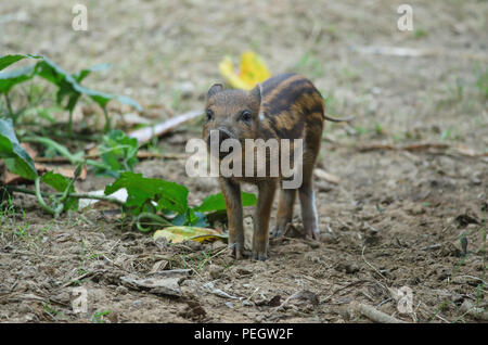 Giovani maiale selvatico o giovani wild board piglet (Sus scrofa) Foto Stock